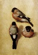 Albrecht Durer Parrot in Three Positions china oil painting artist